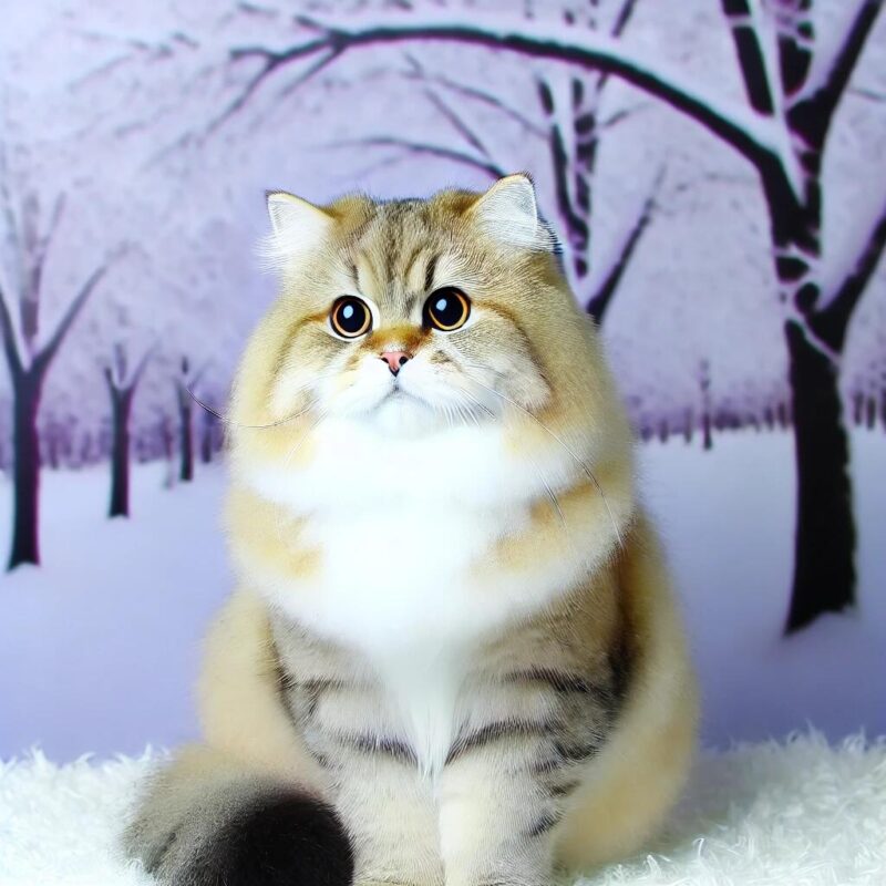 A beautiful Siberian cat with a thick, plush coat, large round eyes, and a friendly expression