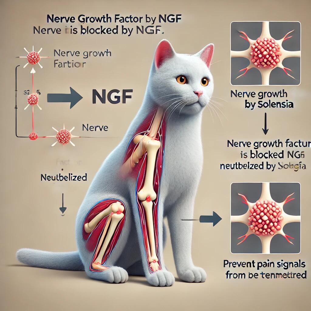 A simplified medical diagram showing how Solensia works in a cat's body. The image illustrates how nerve growth factor (NGF) is blocked by Solensia